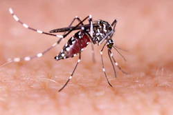 A mosquito.