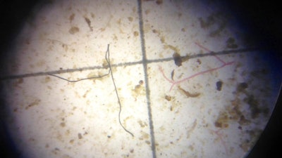 In this, Tuesday, Feb. 7, 2017 photo, a possible plastic microfiber, left, is shown through a microscope during an examination of nearby ocean water in Key Largo, Fla. Gulf Coast researchers are preparing to launch a two-year study to see what kinds of microscopic plastics can be found in the waters from south Texas to the Florida Keys.