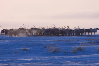 This Dec. 11, 2004 photo provided by Marlene Minnette show reindeer from the herd owned by the Native village of Mekoryuk on Alaska's Nunivak Island. The tribal government is expanding its commercial reindeer subsidiary with $1.8 million in federal grants, with plans to include sales of the meat to larger urban markets.