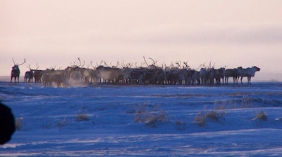 This Dec. 11, 2004 photo provided by Marlene Minnette show reindeer from the herd owned by the Native village of Mekoryuk on Alaska's Nunivak Island. The tribal government is expanding its commercial reindeer subsidiary with $1.8 million in federal grants, with plans to include sales of the meat to larger urban markets.