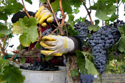 In this Sept. 16, 2014, file photo, Yolanda Gil harvests Merlot wine grapes at the Dineen Vineyards in Zillah, Wash. The state of Washington produced a record harvest of wine grapes in 2016. The Washington Wine Commission reported Wednesday that the 2016 harvest was 270,000 tons, up 22 percent from the previous year.