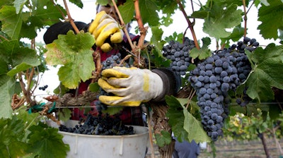 In this Sept. 16, 2014, file photo, Yolanda Gil harvests Merlot wine grapes at the Dineen Vineyards in Zillah, Wash. The state of Washington produced a record harvest of wine grapes in 2016. The Washington Wine Commission reported Wednesday that the 2016 harvest was 270,000 tons, up 22 percent from the previous year.