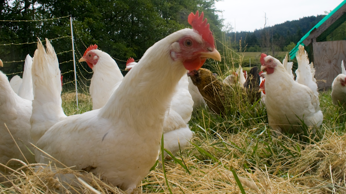Chicken Wiki 58f8b88cb47bb