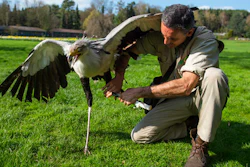 In this April 4, 2017 photo keeper German Alonso straps a leg prothesis to on the left leg of secretarybird Soeckchen (Sagittarius seprentarius) at the bird park in Walsrode, northern Germany. The prothesis was made in a 3D-printer after his left leg was amputated.