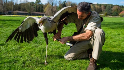 In this April 4, 2017 photo keeper German Alonso straps a leg prothesis to on the left leg of secretarybird Soeckchen (Sagittarius seprentarius) at the bird park in Walsrode, northern Germany. The prothesis was made in a 3D-printer after his left leg was amputated.