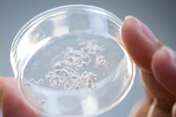 Ensilicated proteins in powder form.