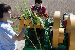 Researchers extract juice from sugarcane that has been engineered to produce oil for biodiesel in addition to the plant's sugar that is used for ethanol production.