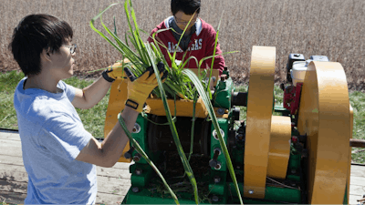 Researchers extract juice from sugarcane that has been engineered to produce oil for biodiesel in addition to the plant's sugar that is used for ethanol production.