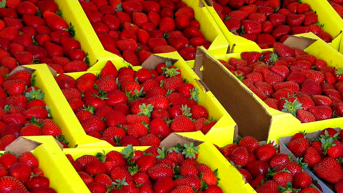 This Aug. 12, 2005 file photo shows organically grown strawberries for sale at a roadside stand in Watsonville, Calif. Jurors have sided with a California research university in its dispute with a renowned plant scientist credited with developing tasty strawberries as a professor there. Jurors in a San Francisco federal court said Wednesday, May 24, 2017, that professor Shaw broke the law when he and his research partner tried to profit from their work in a company they formed.