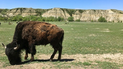 In this Wednesday, May 24, 2017, photo, a bison munches grass in Theodore Roosevelt National Park in western North Dakota. A company wants to build an oil refinery about 3 miles from the park, but some worry about air pollution in the park.