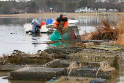 In this Thursday, Feb. 23, 2017 photo, oysterman Chris Ludford, works sorting oysters on his lease oyster beds on the Lynnhaven River in Virginia Beach, Va. As the shellfish makes a comeback, a modern-day oyster war is brewing, this time between wealthy waterfront property owners and working-class fishermen.