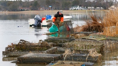 In this Thursday, Feb. 23, 2017 photo, oysterman Chris Ludford, works sorting oysters on his lease oyster beds on the Lynnhaven River in Virginia Beach, Va. As the shellfish makes a comeback, a modern-day oyster war is brewing, this time between wealthy waterfront property owners and working-class fishermen.