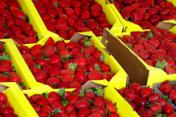 This Aug. 12, 2005 file photo shows organically grown strawberries for sale at a roadside stand in Watsonville, Calif. Jurors have sided with a California research university in its dispute with a renowned plant scientist credited with developing tasty strawberries as a professor there. Jurors in a San Francisco federal court said Wednesday, May 24, 2017, that professor Shaw broke the law when he and his research partner tried to profit from their work in a company they formed.