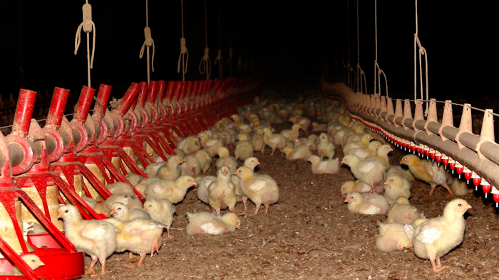 In this Tuesday, June 20, 2017 photo, 9-day-old chickens eat a mix of corn and soybeans and drink water inside a chicken house north of Plumerville, Ark. The house, and three others like it nearby, hold 30,000 birds each. When the chickens are 33 days old, they will be taken to a processing plant for slaughter and packaging. Tyson Foods says it will explore more-humane ways to kill the birds, and also that it is using a third-party to monitor videos from the plant to ensure the animals are treated properly.