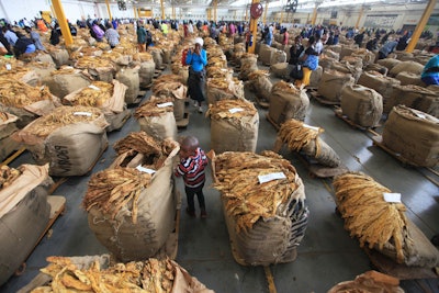 Many Zimbabwean tobacco farmers are making big sales this season, but they don't feel they're benefiting from the crop, the nation's second biggest earner after gold. A cash shortage that underlines this southern African country's deepening economic woes has left farmers who travel long distances to auctions unpaid, stranded and desperate.
