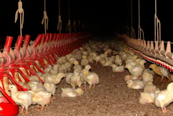 In this Tuesday, June 20, 2017 photo, 9-day-old chickens eat a mix of corn and soybeans and drink water inside a chicken house north of Plumerville, Ark. The house, and three others like it nearby, hold 30,000 birds each. When the chickens are 33 days old, they will be taken to a processing plant for slaughter and packaging. Tyson Foods says it will explore more-humane ways to kill the birds, and also that it is using a third-party to monitor videos from the plant to ensure the animals are treated properly.