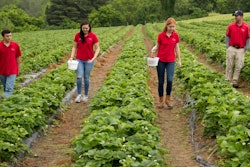 In this Tuesday, May 23, 2017, photo, from left, teens Ben Testa, Hannah Waring and Abby McDonough, and Wegmeyer Farms owner Tyler Wegmeyer walk the strawberry rows at Wegmeyer Farms in Hamilton, Va. Testa, Waring, and McDonough are working at Wegmeyer Farms for the summer. Summer jobs are vanishing as U.S. teens spend more time in school and face competition from older workers.
