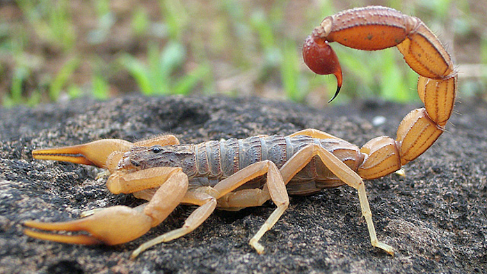 Scorpion Photograph By Shantanu Kuveskar 595f959582ecc