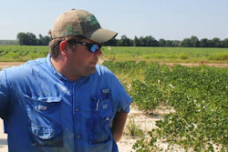 In this Tuesday, July 11, 2017, photo, East Arkansas soybean farmer Reed Storey looks at his field in Marvell, Ark. Storey said half of his soybean crop has shown damage from dicamba, an herbicide that has drifted onto unprotected fields and spawned hundreds of complaints from farmers.