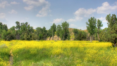 Nd Trees