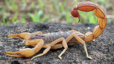 Scorpion Photograph By Shantanu Kuveskar 595f959582ecc