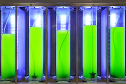 Algae Biofuel 5964eb5370a14