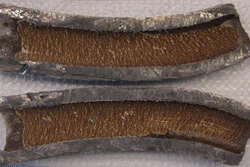 Inside a Flint lead service line. University of Michigan researchers have closely examined the rust layer to confirm that the cause of the water crisis was, indeed, a lack of corrosion-controlling chemicals in the water.