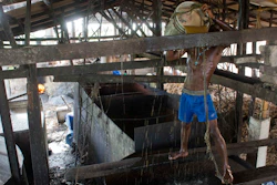 In this June 19, 2017 photo, Gabriel Shnaider, 22, pours sugar cane water into a boiler at the Ti Jean distillery, which produces clairin, a sugar-based alcoholic drink, in Leogane, Haiti. At Ti Jean, after the juice is fermented and filtered, it is shipped in plastic jugs to be sold in market stalls and by street merchants around the region. Individual retailers add flavors with herbs or fruit.