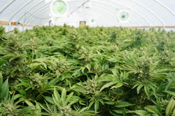 Pot Plant 595cf76078692