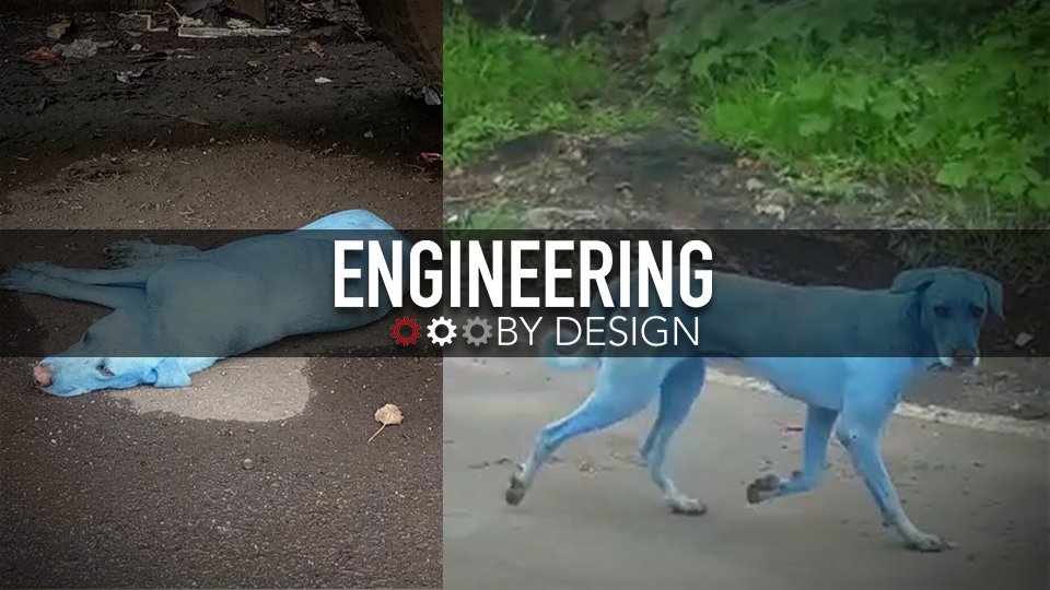 Engineering By Design: Industrial Waste is Turning Dogs Blue