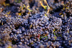 In this Friday, Aug. 29, 2014 file photo, Pinot Noir grapes just picked are shown in a bin in Napa, Calif. California regulators say they're tightening the rules on a pesticide popular with farmers over new health concerns. The California Environmental Protection Agency announced Friday, Aug. 18, 2017, that it's targeting chlorpyrifos. Farmers use it to kill pests that attack many crops like grapes, almonds and cotton.