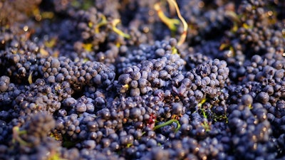 In this Friday, Aug. 29, 2014 file photo, Pinot Noir grapes just picked are shown in a bin in Napa, Calif. California regulators say they're tightening the rules on a pesticide popular with farmers over new health concerns. The California Environmental Protection Agency announced Friday, Aug. 18, 2017, that it's targeting chlorpyrifos. Farmers use it to kill pests that attack many crops like grapes, almonds and cotton.