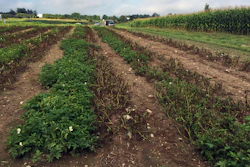 This Aug. 8, 2016 photo provided by the J.R. Simplot Company shows Simplot Plant Sciences’ Innate Generation 2 genetically engineered potatoes at the Michigan State University field that have that survived after being infected with late blight disease, that led to the Irish potato famine, in East Lansing, Mich.