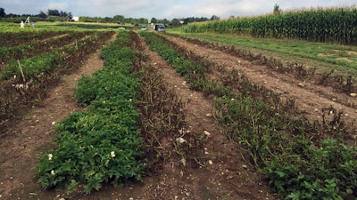 This Aug. 8, 2016 photo provided by the J.R. Simplot Company shows Simplot Plant Sciences’ Innate Generation 2 genetically engineered potatoes at the Michigan State University field that have that survived after being infected with late blight disease, that led to the Irish potato famine, in East Lansing, Mich.