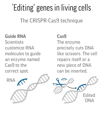 Gene Editing