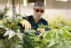 In this July 24, 2017 photo, Noel Sola, a cultivation worker at Natural Ventures inspects marijuana plants in Caguas, Puerto Rico. Investors in Puerto Rico have spent more than $3 million to obtain licenses issued by the island’s health department to cultivate, manufacture and sell medical marijuana.