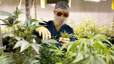 In this July 24, 2017 photo, Noel Sola, a cultivation worker at Natural Ventures inspects marijuana plants in Caguas, Puerto Rico. Investors in Puerto Rico have spent more than $3 million to obtain licenses issued by the island’s health department to cultivate, manufacture and sell medical marijuana.