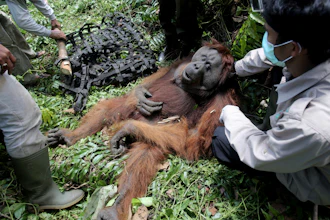 In this Thursday, Aug. 10, 2017 photo, conservationists of Sumatran Orangutan Conservation Program (SOCP) prepare a makeshift stretcher to carry a tranquilized male orangutan to be relocated from a swath of destructed forest located too close too a palm oil plantation at Tripa peat swamp in Aceh province, Indonesia. It's been called the orangutan capital of the world, but the great apes in Indonesia's Tripa peat forest on the island of Sumatra are under threat by palm oil plantations that have gobbled up thousands of acres of land to make room for trees that produce the most consumed vegetable oil on the planet.