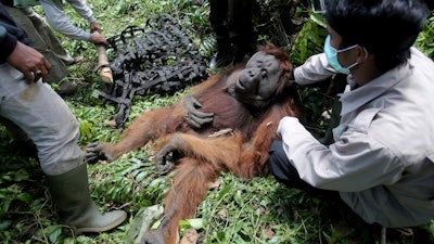In this Thursday, Aug. 10, 2017 photo, conservationists of Sumatran Orangutan Conservation Program (SOCP) prepare a makeshift stretcher to carry a tranquilized male orangutan to be relocated from a swath of destructed forest located too close too a palm oil plantation at Tripa peat swamp in Aceh province, Indonesia. It's been called the orangutan capital of the world, but the great apes in Indonesia's Tripa peat forest on the island of Sumatra are under threat by palm oil plantations that have gobbled up thousands of acres of land to make room for trees that produce the most consumed vegetable oil on the planet.