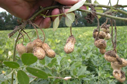 Peanut Farming