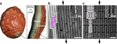 A cross-section from a red abalone (Haliotis rufescens) shell shows its brick wall mechanical design.