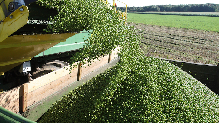 Pea Harvest