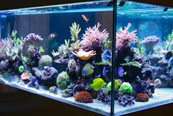 Hackers got into a casino's fish tank sensors to breach the casino’s network.