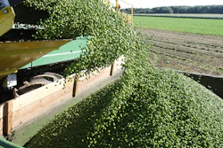 Pea Harvest