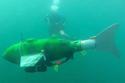 A Michigan State University project funded by NSF will seek to advance technology for search-and-rescue missions, including robotic fish.