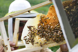 In this May 27, 2015 file photo, volunteers check honey bee hives for queen activity and perform routine maintenance as part of a collaboration between the Cincinnati Zoo and TwoHoneys Bee Co. at EcOhio Farm in Mason, Ohio. A new study published Thursday, Oct. 5, 2017, in the journal Science found something in the world’s honey that is not quite expected or sweet: the controversial pesticides called neonicotinoids. Scientists say it is not near levels that would come close to harming humans, but it is a big worry for bees, which already are in trouble.