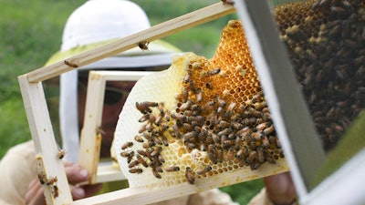 In this May 27, 2015 file photo, volunteers check honey bee hives for queen activity and perform routine maintenance as part of a collaboration between the Cincinnati Zoo and TwoHoneys Bee Co. at EcOhio Farm in Mason, Ohio. A new study published Thursday, Oct. 5, 2017, in the journal Science found something in the world’s honey that is not quite expected or sweet: the controversial pesticides called neonicotinoids. Scientists say it is not near levels that would come close to harming humans, but it is a big worry for bees, which already are in trouble.