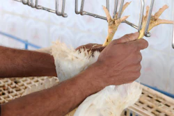 A worker at a poultry processing plant.