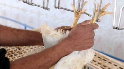 A worker at a poultry processing plant.