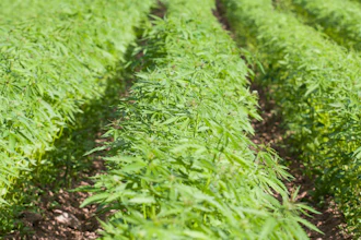 Hemp